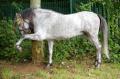  Le Maroc fete son Moussem a Evry-Bondoufle  - Les chevaux marocains Les Chevaux Marocains 092